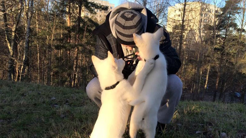 Apollo and Yuki 2015