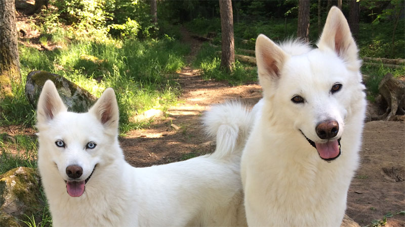 Apollo and Yuki 2020